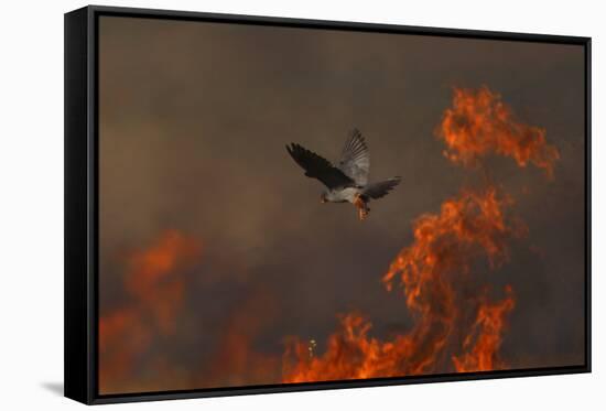 Male Red Footed Falcon (Falco Vespertinus) over Burning Steppe Fields, Kerch Peninsula, Ukraine-Lesniewski-Framed Stretched Canvas