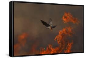 Male Red Footed Falcon (Falco Vespertinus) over Burning Steppe Fields, Kerch Peninsula, Ukraine-Lesniewski-Framed Stretched Canvas