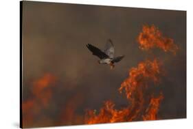 Male Red Footed Falcon (Falco Vespertinus) over Burning Steppe Fields, Kerch Peninsula, Ukraine-Lesniewski-Stretched Canvas