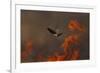 Male Red Footed Falcon (Falco Vespertinus) over Burning Steppe Fields, Kerch Peninsula, Ukraine-Lesniewski-Framed Photographic Print