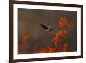 Male Red Footed Falcon (Falco Vespertinus) over Burning Steppe Fields, Kerch Peninsula, Ukraine-Lesniewski-Framed Photographic Print