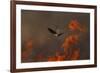Male Red Footed Falcon (Falco Vespertinus) over Burning Steppe Fields, Kerch Peninsula, Ukraine-Lesniewski-Framed Photographic Print