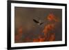 Male Red Footed Falcon (Falco Vespertinus) over Burning Steppe Fields, Kerch Peninsula, Ukraine-Lesniewski-Framed Photographic Print