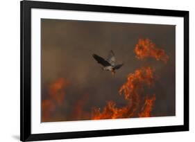 Male Red Footed Falcon (Falco Vespertinus) over Burning Steppe Fields, Kerch Peninsula, Ukraine-Lesniewski-Framed Photographic Print