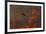 Male Red Footed Falcon (Falco Vespertinus) over Burning Steppe Fields, Kerch Peninsula, Ukraine-Lesniewski-Framed Photographic Print