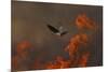 Male Red Footed Falcon (Falco Vespertinus) over Burning Steppe Fields, Kerch Peninsula, Ukraine-Lesniewski-Mounted Photographic Print