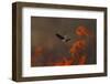 Male Red Footed Falcon (Falco Vespertinus) over Burning Steppe Fields, Kerch Peninsula, Ukraine-Lesniewski-Framed Photographic Print