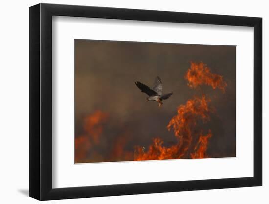 Male Red Footed Falcon (Falco Vespertinus) over Burning Steppe Fields, Kerch Peninsula, Ukraine-Lesniewski-Framed Photographic Print