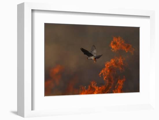 Male Red Footed Falcon (Falco Vespertinus) over Burning Steppe Fields, Kerch Peninsula, Ukraine-Lesniewski-Framed Photographic Print