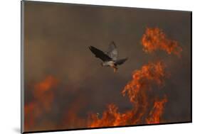 Male Red Footed Falcon (Falco Vespertinus) over Burning Steppe Fields, Kerch Peninsula, Ukraine-Lesniewski-Mounted Photographic Print