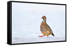 Male Red-legged partridge walking over snow, Scotland-Laurie Campbell-Framed Stretched Canvas