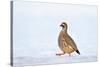 Male Red-legged partridge walking over snow, Scotland-Laurie Campbell-Stretched Canvas