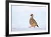 Male Red-legged partridge walking over snow, Scotland-Laurie Campbell-Framed Photographic Print