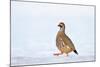 Male Red-legged partridge walking over snow, Scotland-Laurie Campbell-Mounted Photographic Print