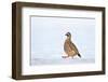 Male Red-legged partridge walking over snow, Scotland-Laurie Campbell-Framed Photographic Print