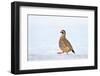 Male Red-legged partridge walking over snow, Scotland-Laurie Campbell-Framed Photographic Print