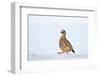 Male Red-legged partridge walking over snow, Scotland-Laurie Campbell-Framed Photographic Print