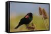 Male Red-Winged Blackbird, Ridgefield NWR, Ridgefield, Washington, USA-Michel Hersen-Framed Stretched Canvas