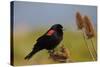 Male Red-Winged Blackbird, Ridgefield NWR, Ridgefield, Washington, USA-Michel Hersen-Stretched Canvas