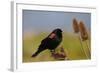 Male Red-Winged Blackbird, Ridgefield NWR, Ridgefield, Washington, USA-Michel Hersen-Framed Photographic Print