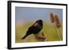 Male Red-Winged Blackbird, Ridgefield NWR, Ridgefield, Washington, USA-Michel Hersen-Framed Photographic Print