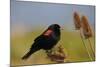 Male Red-Winged Blackbird, Ridgefield NWR, Ridgefield, Washington, USA-Michel Hersen-Mounted Photographic Print