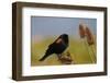 Male Red-Winged Blackbird, Ridgefield NWR, Ridgefield, Washington, USA-Michel Hersen-Framed Photographic Print