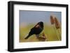 Male Red-Winged Blackbird, Ridgefield NWR, Ridgefield, Washington, USA-Michel Hersen-Framed Photographic Print