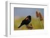 Male Red-Winged Blackbird, Ridgefield NWR, Ridgefield, Washington, USA-Michel Hersen-Framed Photographic Print