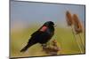 Male Red-Winged Blackbird, Ridgefield NWR, Ridgefield, Washington, USA-Michel Hersen-Mounted Photographic Print