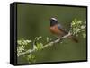 Male Redstart (Phoenicurus Phoenicurus), Perched on Branch of Flowering Hawthorn, Wales, UK-Richard Steel-Framed Stretched Canvas