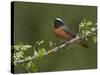 Male Redstart (Phoenicurus Phoenicurus), Perched on Branch of Flowering Hawthorn, Wales, UK-Richard Steel-Stretched Canvas