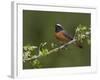 Male Redstart (Phoenicurus Phoenicurus), Perched on Branch of Flowering Hawthorn, Wales, UK-Richard Steel-Framed Photographic Print