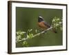 Male Redstart (Phoenicurus Phoenicurus), Perched on Branch of Flowering Hawthorn, Wales, UK-Richard Steel-Framed Photographic Print