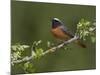 Male Redstart (Phoenicurus Phoenicurus), Perched on Branch of Flowering Hawthorn, Wales, UK-Richard Steel-Mounted Photographic Print