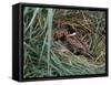 Male Reed Bunting at a Nest-CM Dixon-Framed Stretched Canvas