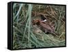 Male Reed Bunting at a Nest-CM Dixon-Framed Stretched Canvas