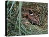 Male Reed Bunting at a Nest-CM Dixon-Stretched Canvas