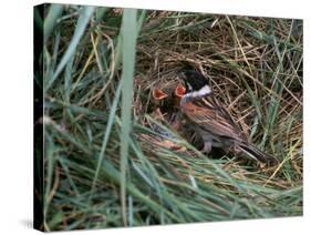 Male Reed Bunting at a Nest-CM Dixon-Stretched Canvas