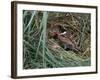 Male Reed Bunting at a Nest-CM Dixon-Framed Photographic Print