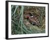 Male Reed Bunting at a Nest-CM Dixon-Framed Photographic Print