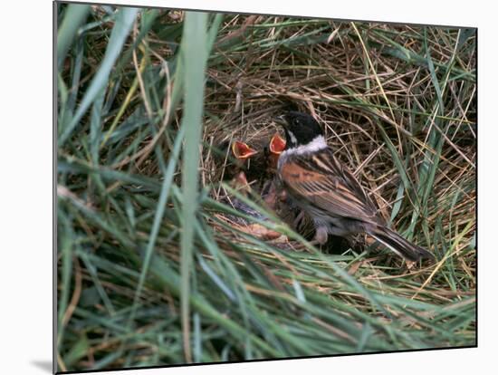 Male Reed Bunting at a Nest-CM Dixon-Mounted Photographic Print