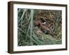 Male Reed Bunting at a Nest-CM Dixon-Framed Photographic Print