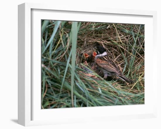 Male Reed Bunting at a Nest-CM Dixon-Framed Photographic Print
