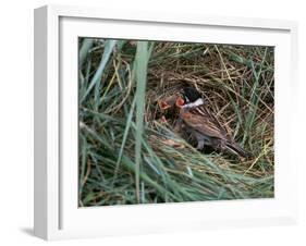 Male Reed Bunting at a Nest-CM Dixon-Framed Photographic Print