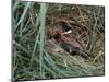 Male Reed Bunting at a Nest-CM Dixon-Mounted Photographic Print