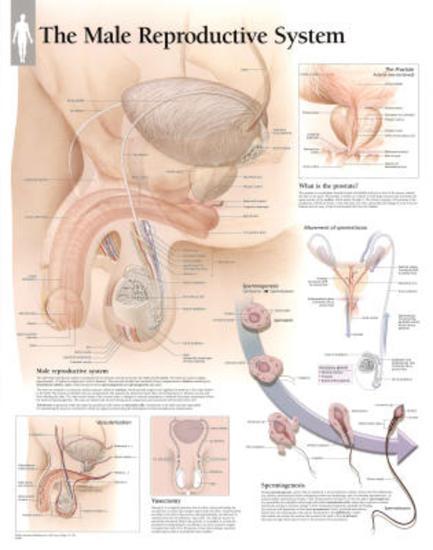 Poster, , large