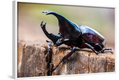Download Male Rhinoceros Beetle Rhino Beetle Hercules Beetle Unicorn Beetle Horn Beetle Photographic Print Chaikom Allposters Com