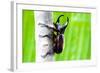 Male Rhinoceros Beetle, Rhino Beetle, Hercules Beetle, Unicorn Beetle, Horn Beetle-enterphoto-Framed Photographic Print