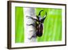 Male Rhinoceros Beetle, Rhino Beetle, Hercules Beetle, Unicorn Beetle, Horn Beetle-enterphoto-Framed Photographic Print